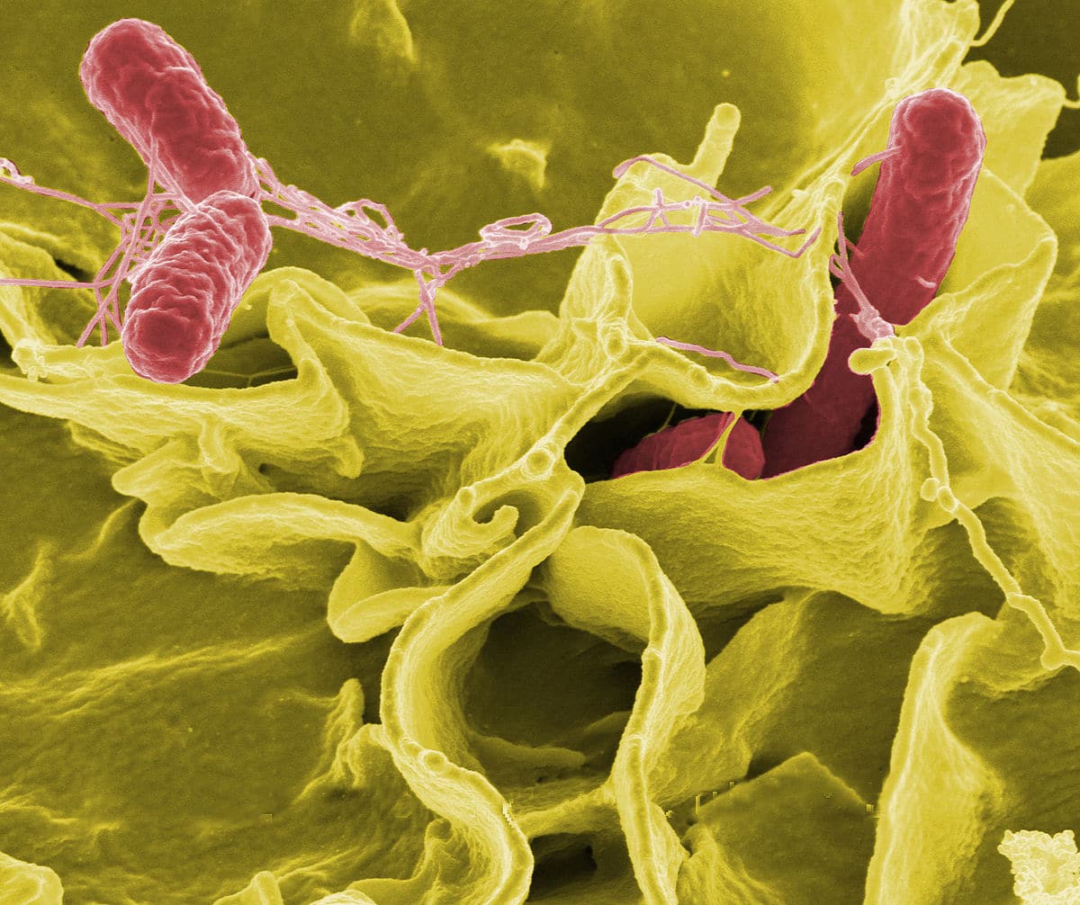 Dịch do khuẩn Salmonella