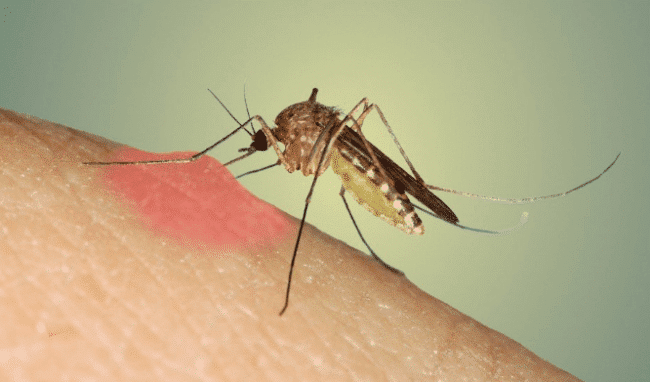 cảnh báo căn bệnh nguy hiểm do muỗi truyền tại Mỹ