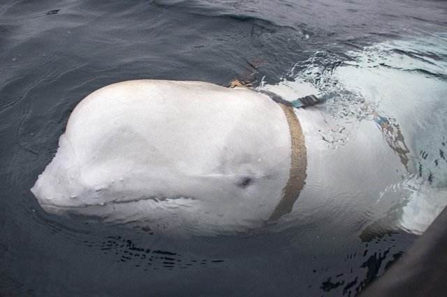 Phát hiện cá voi gián điệp do Nga huấn luyện ngoài khơi Thụy Điển