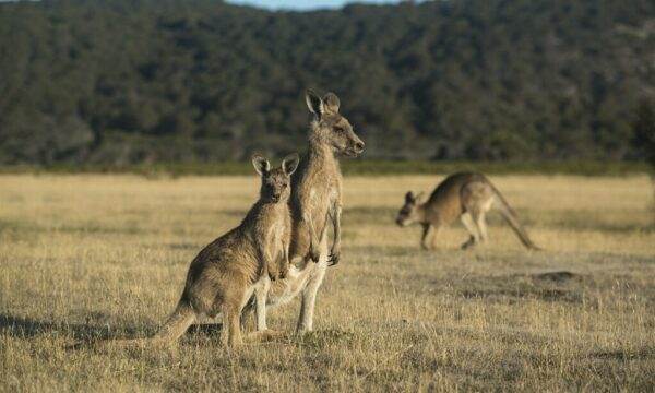 Úc gặp vấn đề vì quá nhiều kangaroo
