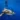 Một du khách người Mỹ đang lặn với ống thở thì bị cá mập cắn ở Turks và Caicos