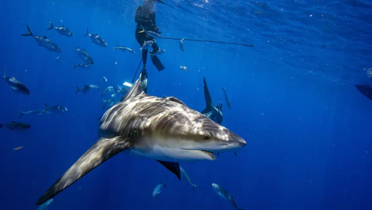 Một du khách người Mỹ đang lặn với ống thở thì bị cá mập cắn ở Turks và Caicos