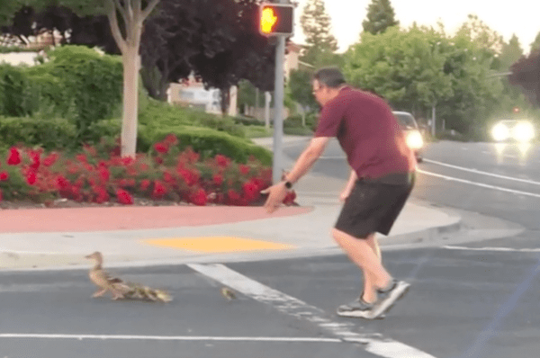 Mỹ: Người đàn ông thiệt mạng vì giúp đàn vịt qua đường