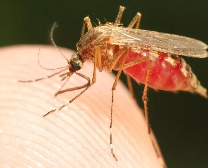 Cảnh báo về sốt rét tại Florida và Texas