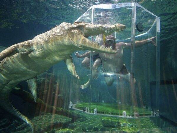 Úc: Người đàn ông thoát chết nhờ cạy hàm cá sấu khỏi đầu