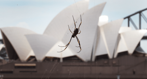 Mối đe dọa hàng triệu đô la đối với nước Úc