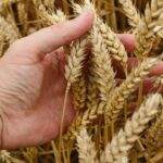 Nga điều động để siết chặt nguồn cung lúa mì thế giới